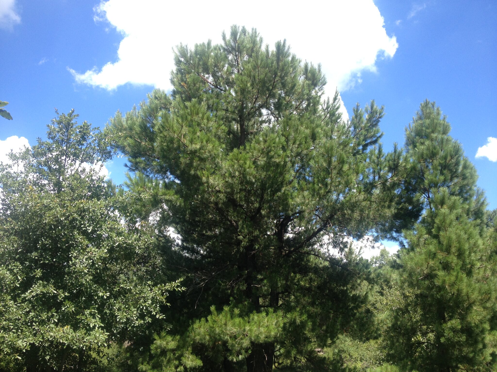 Descubre Todo Sobre El Impresionante Bosque De Pino Encino