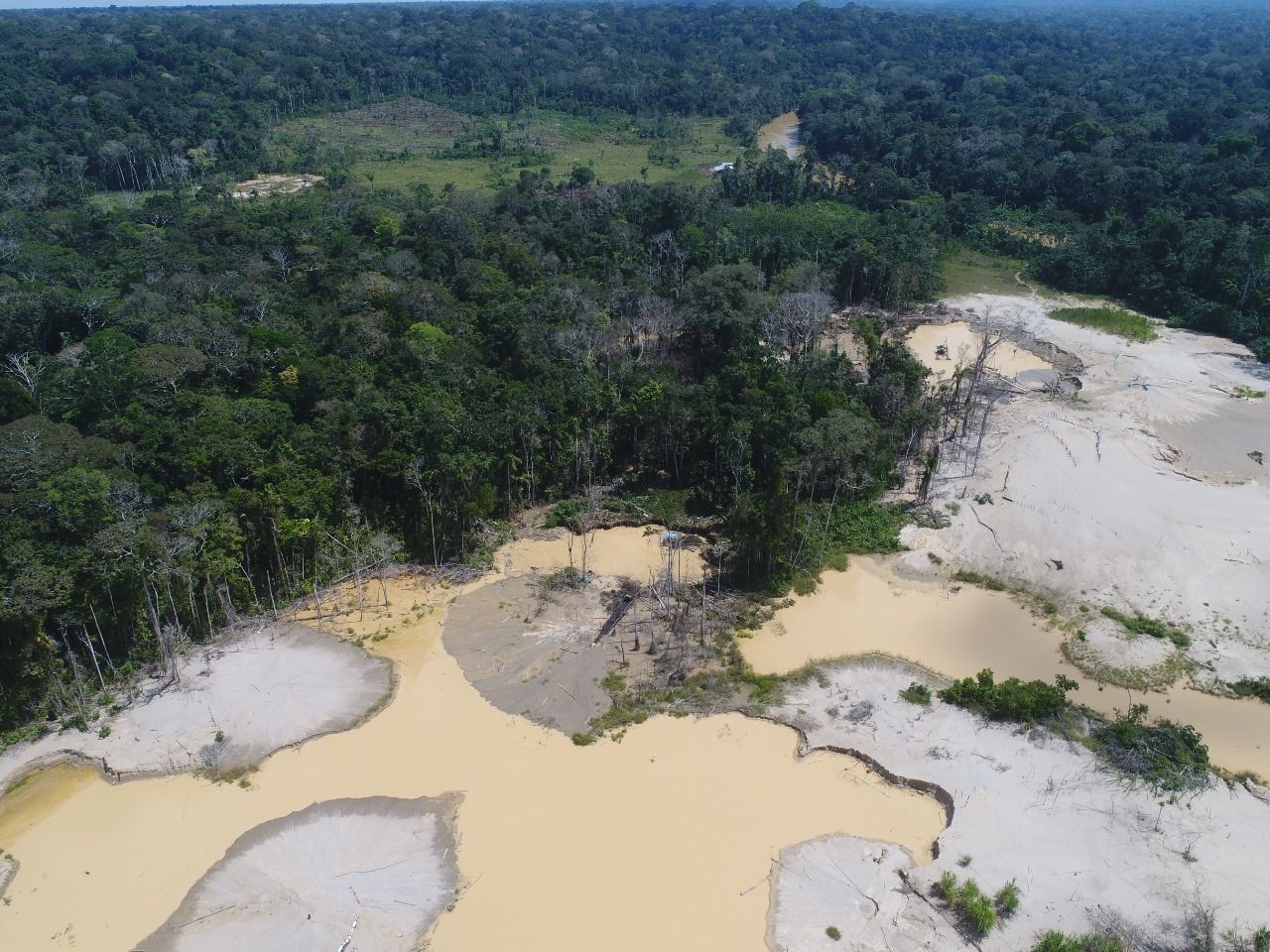 Deforestación y ecosistemas acuáticos Descubre cómo esta amenaza pone