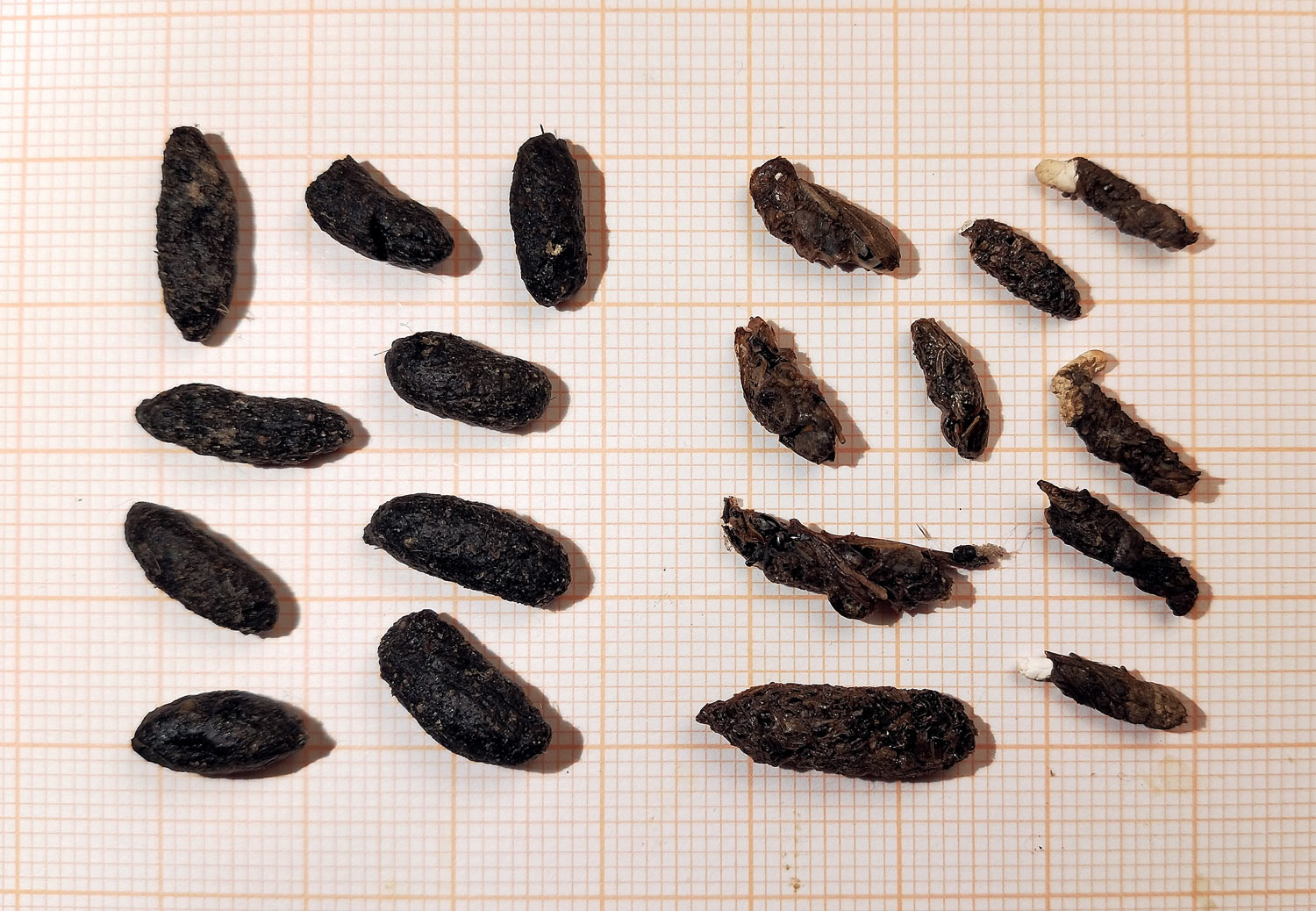 Las sorprendentes características de las cacas de rata: descubre todo