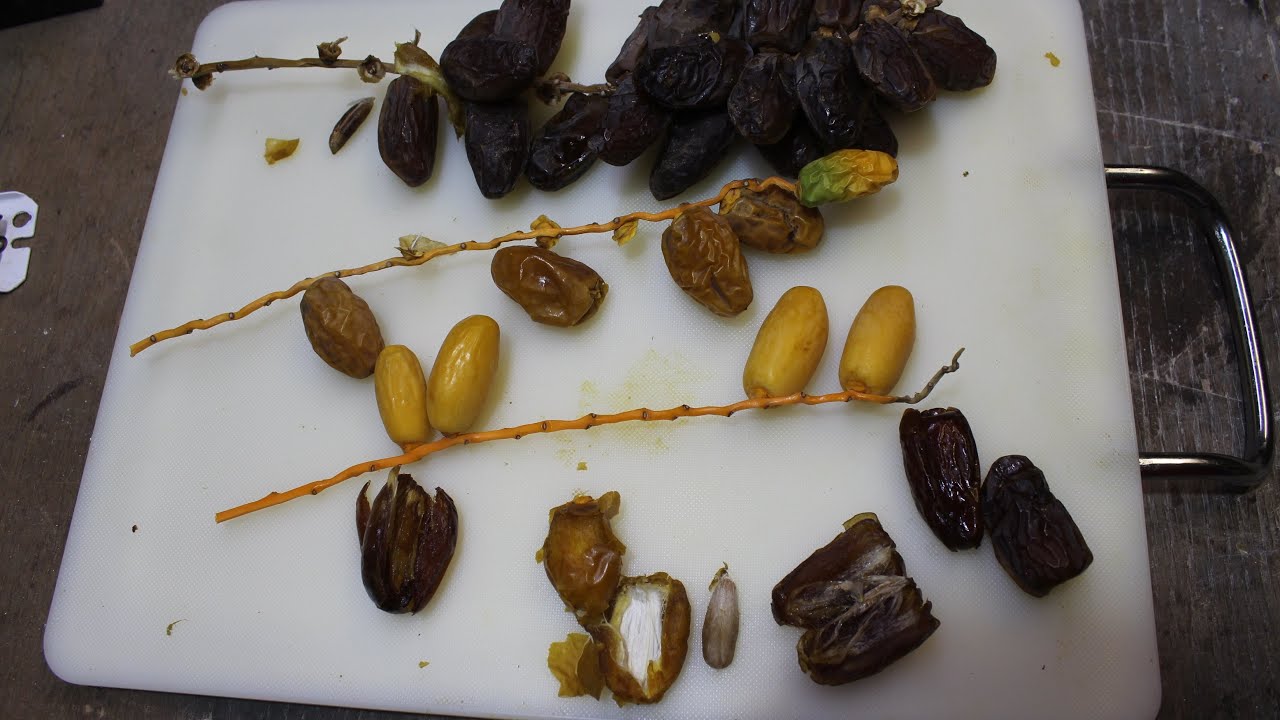 Conviértete en un experto en conservación: Cómo madurar dátiles en el ...