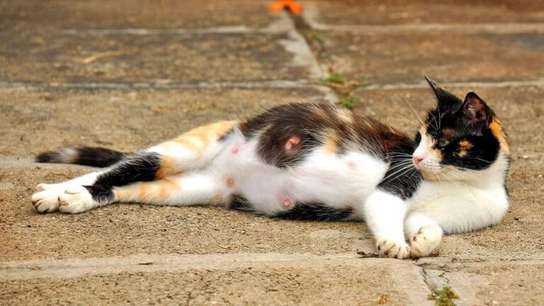 Aprende Cuánto Tarda En Nacer Un Gato De Otro Y Descubre Todo Sobre Su