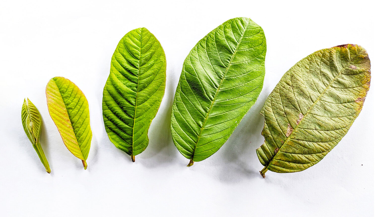 ¡Descubre cómo tomar el té de hoja de guayaba y disfruta de sus