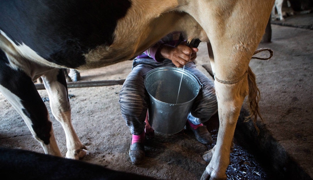 Descubre cuántos litros de leche da una vaca y aprovecha todos sus beneficios para tu Descubre cuántos litros de leche da una vaca y aprovecha todos sus beneficios para tu